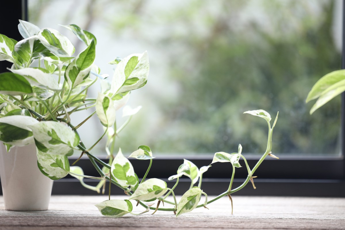 A light green pothos plant on a window sill with long vines.