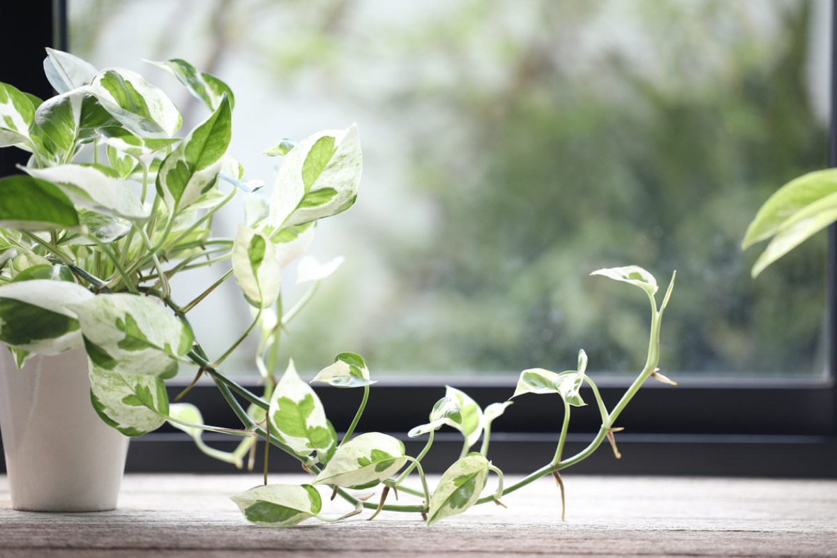 How to Propagate Pothos Plants: 3 Expert Methods - Bob Vila