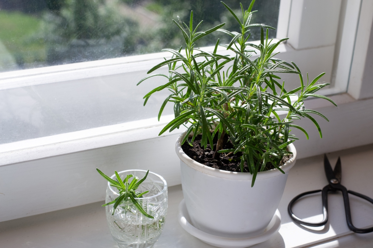 Indoor potted rosemary plant.