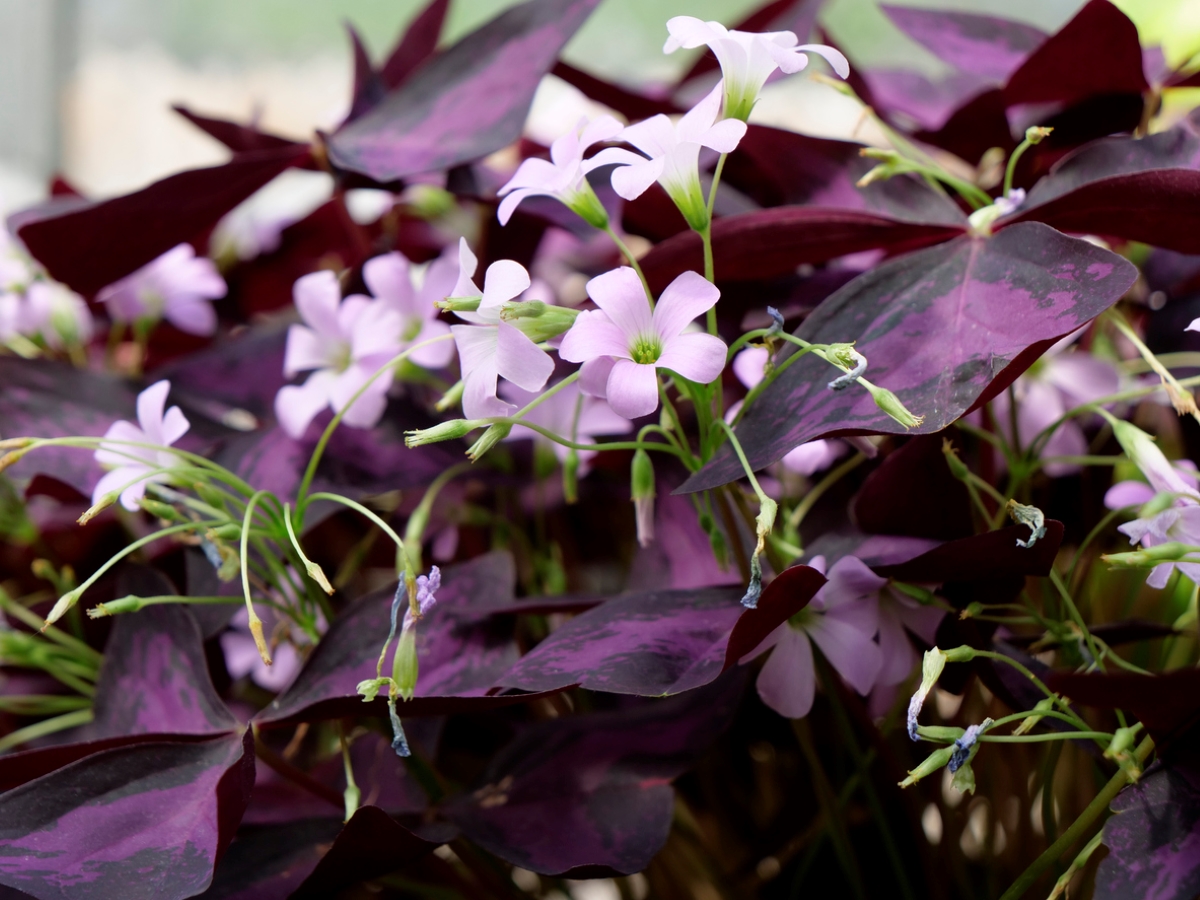 Purple shamrock plant with light purple flowers.