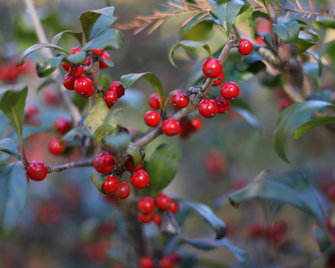 Close view of red berries on red chokeberry bush.