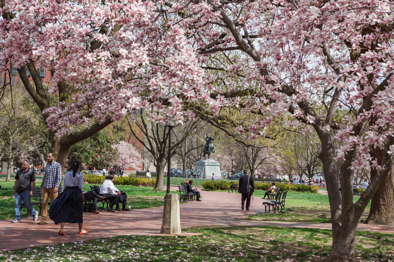 Business people and tourists take a stroll and relax on a bench at the historic Lafayette Park with magnolia trees in full bloom during spring cherry blossom season