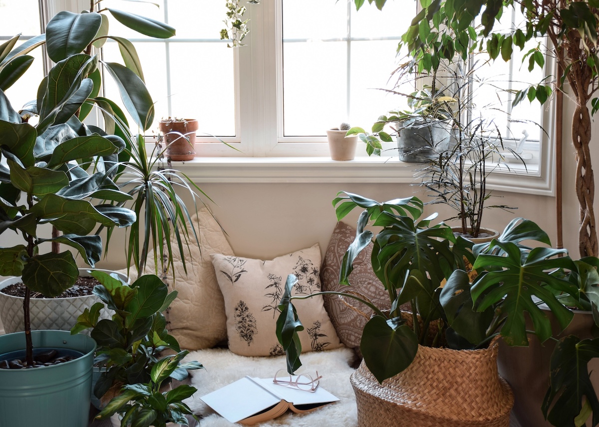 A small sitting area in a living room near a window with several green houseplants.