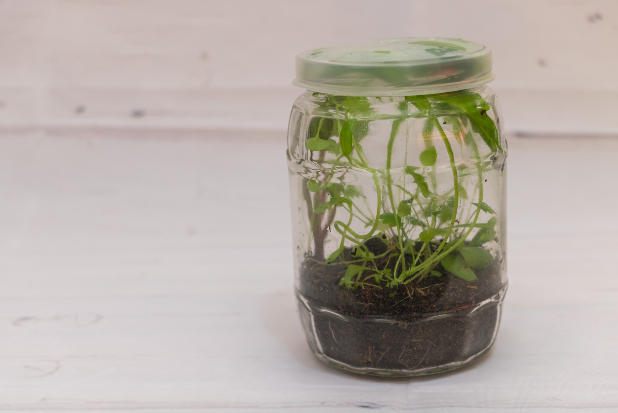 Wild and Free: A Jar Terrarium with Unplanned Plant Life close up.
