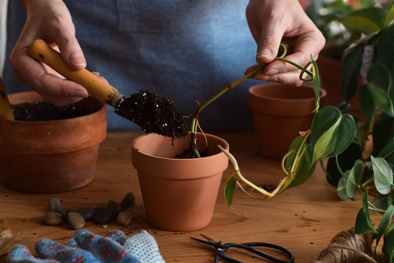 Woman propagates pothos plant cutting with bare roots in soil in a small pot.