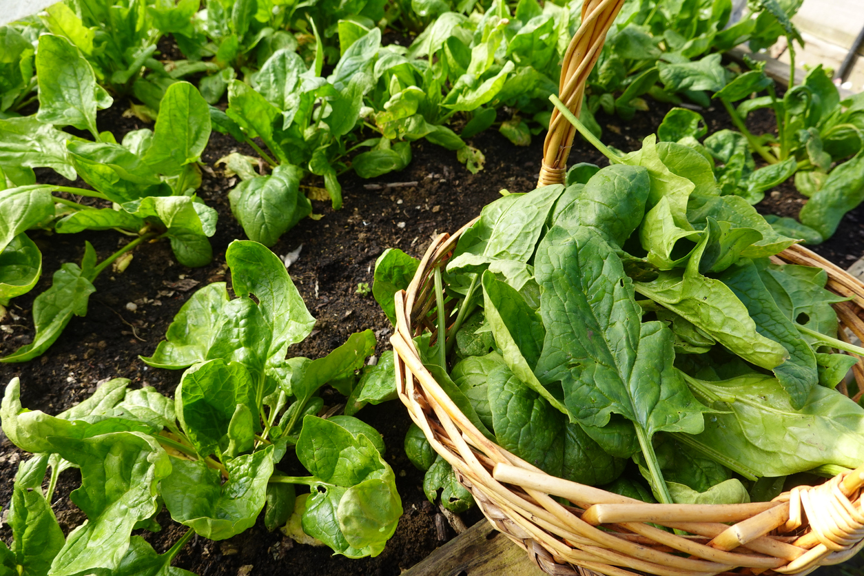 A basket full of spinach in a raised garden where spinach is growing in the soil.