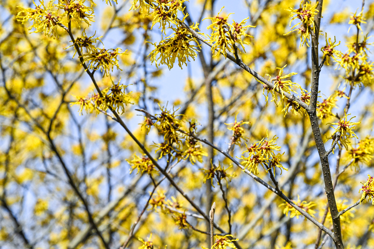 Several branches of witch hazel bush with blossoms of stringy yellow petals.