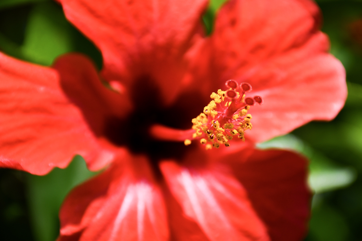 Extreme close up of red hibiscus blossom.