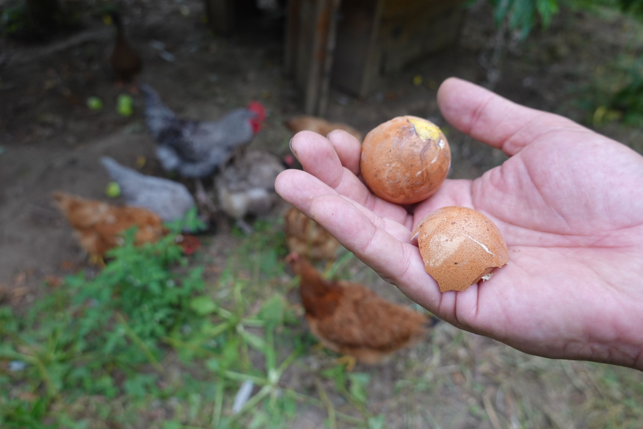 chickens eat eggs, how to prevent chickens from eating eggs, eggs in the chicken coop. eggs rooster