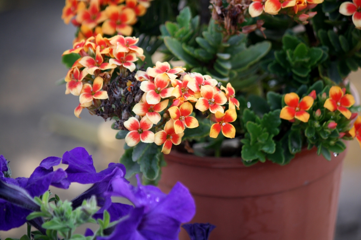 Potted plant with yellow and red flowers.