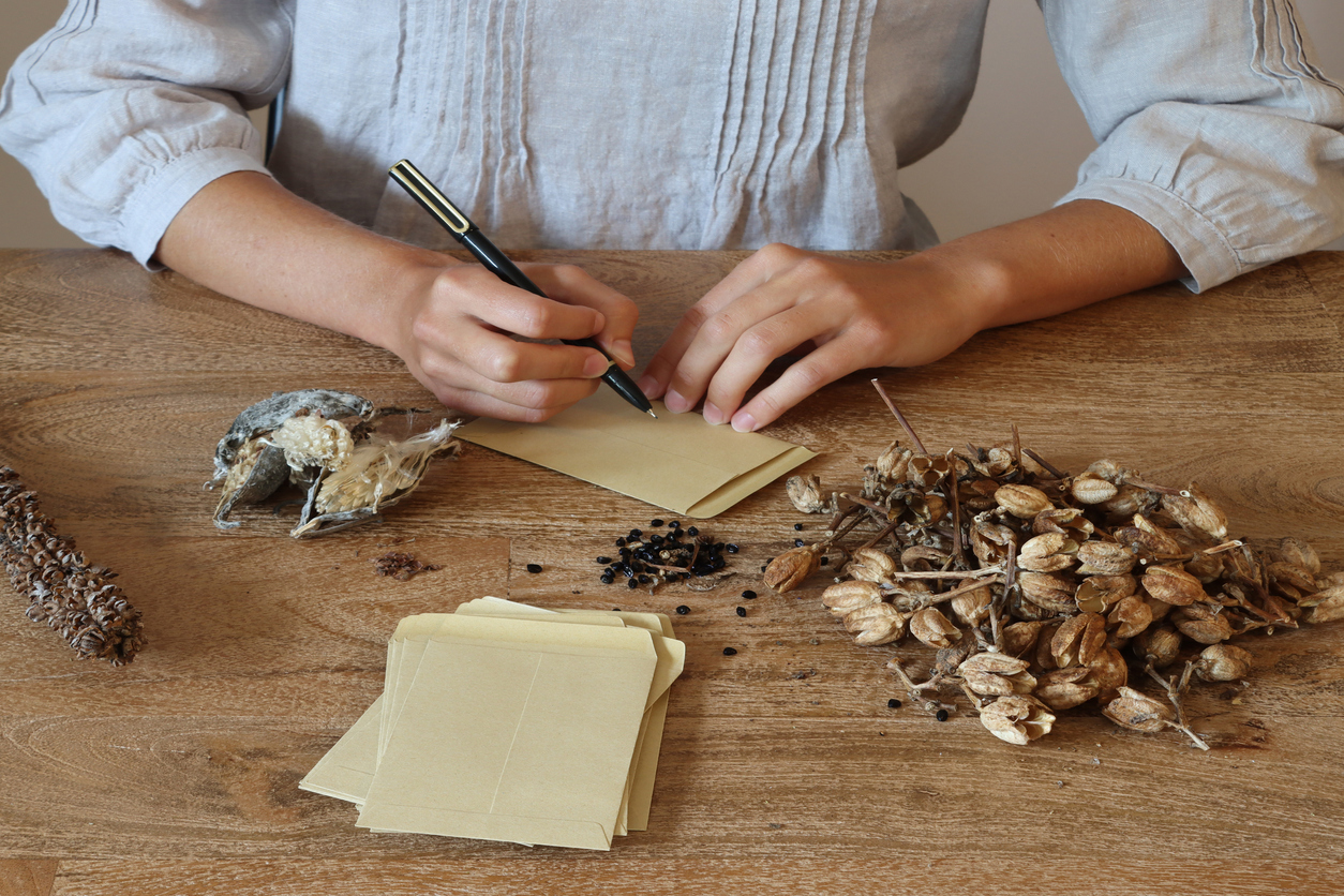 Female seated at wooden table with dried seeds and envelopes for autumn seed saving.