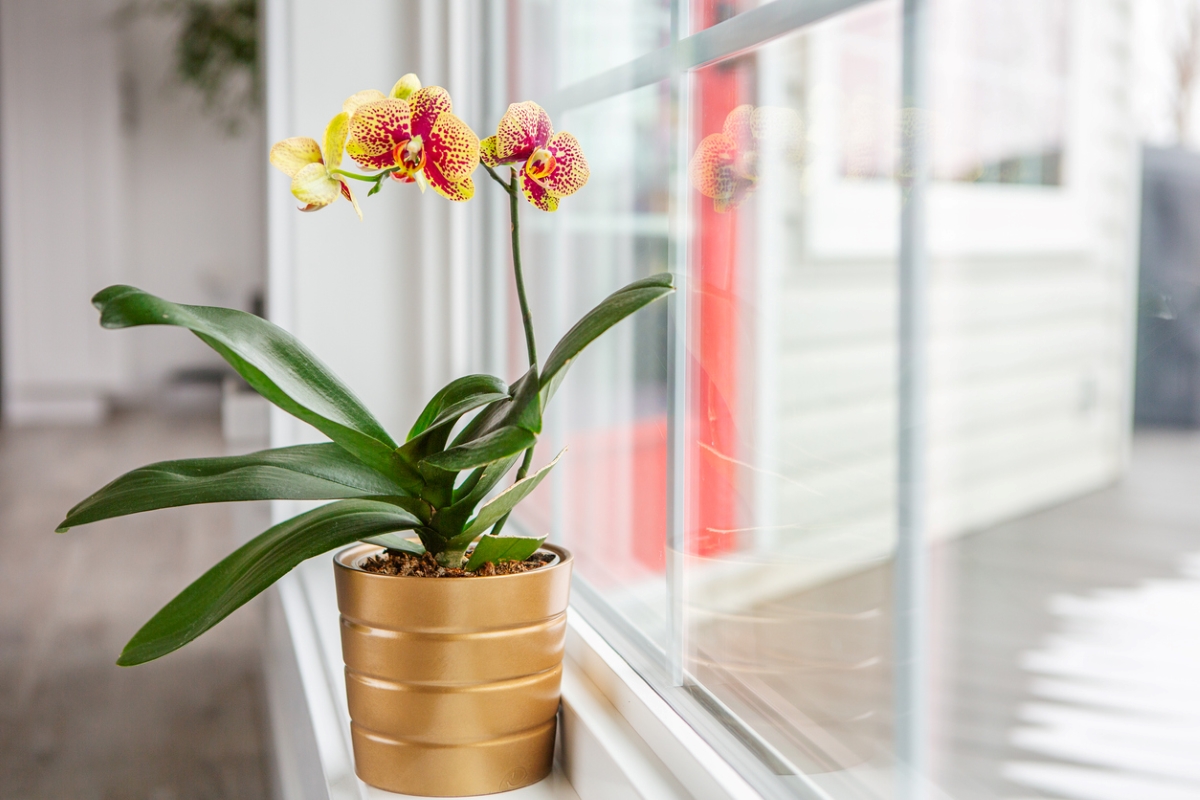 Yellow orchid flower on window sill.