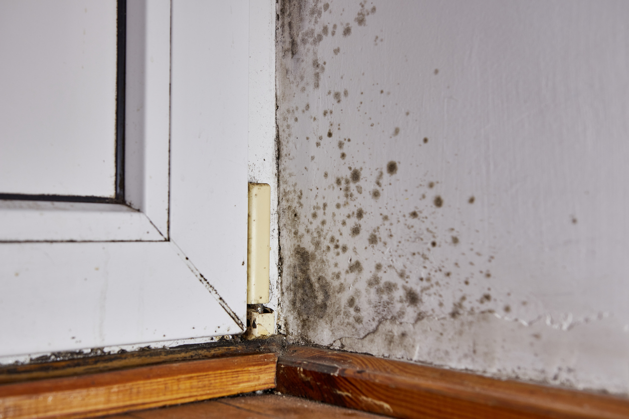 Stains of toxic mold and fungal bacteria on the wall in the corner near the door.