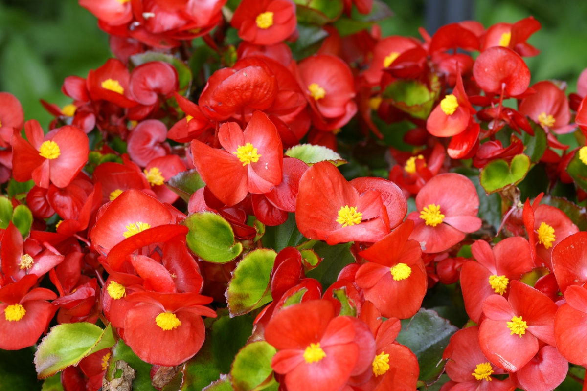Small red begonia flowers.
