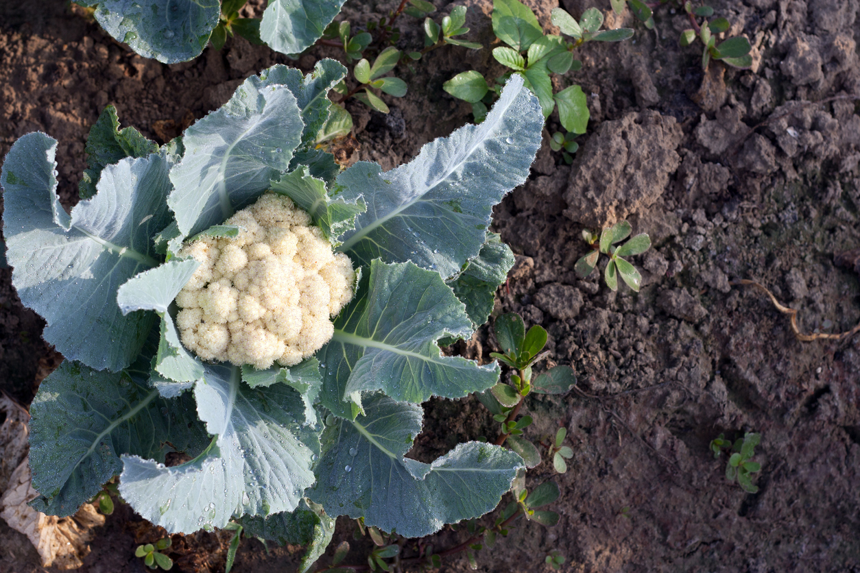 Cauliflower growing in the soil.