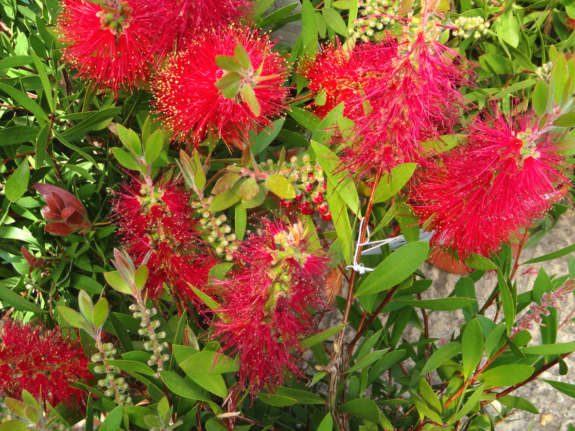 Close view of evergreen needly red blossoms of bottlerush plant