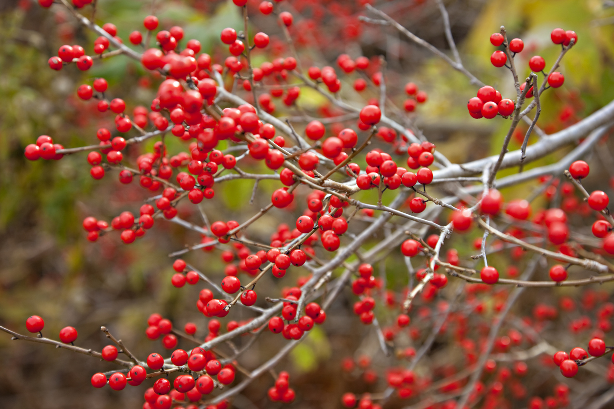 A branch of red winterberry in the winter.