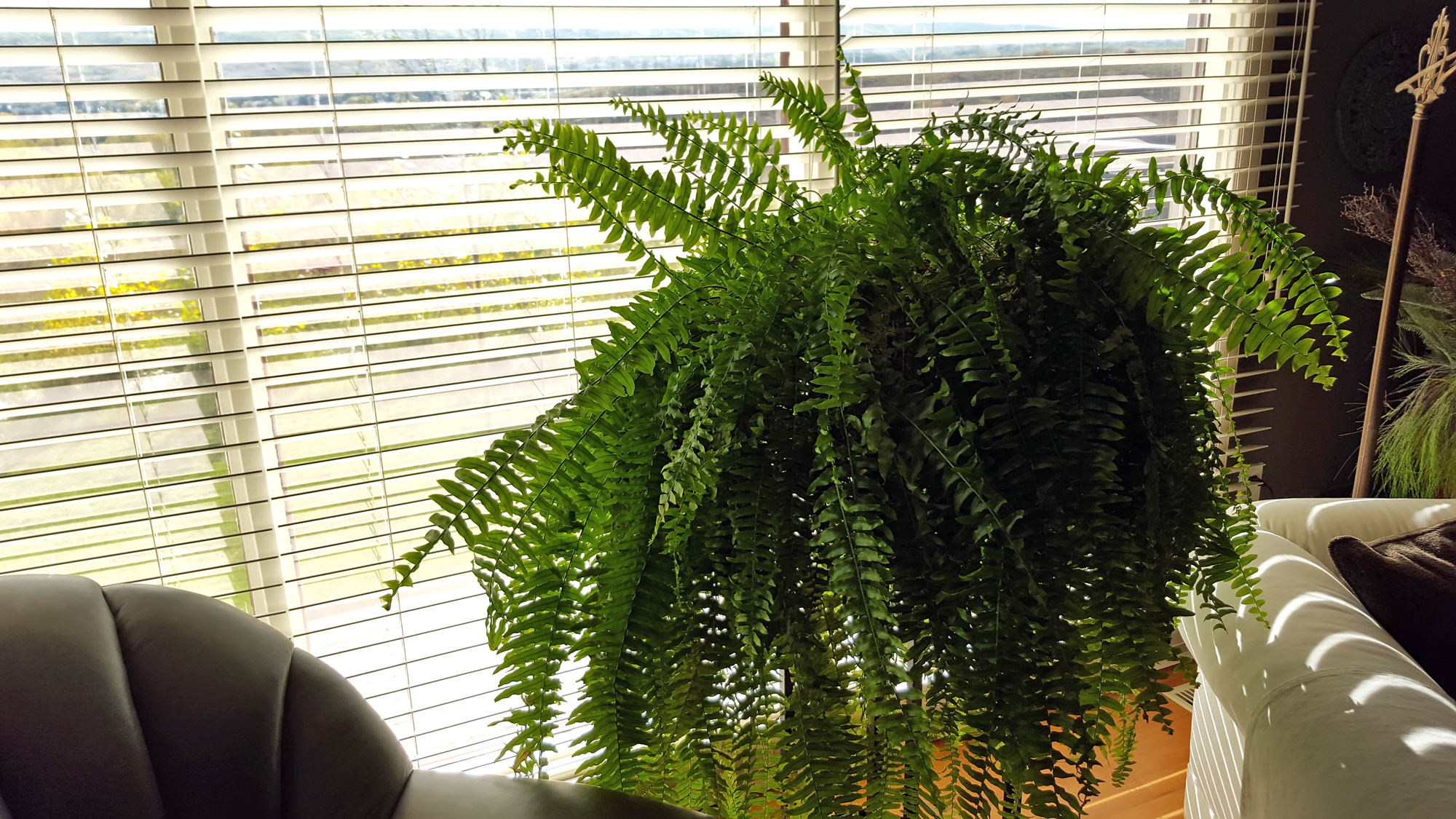 Large Boston Fern in living room window. Blinds and two large arm chairs.