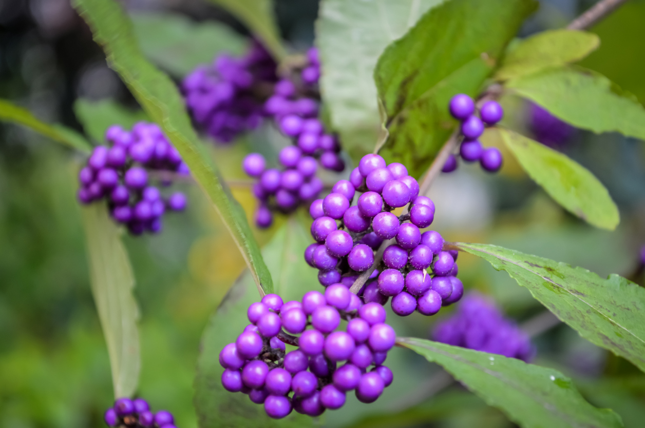 Close view of purple berries of beautyberry on bush.