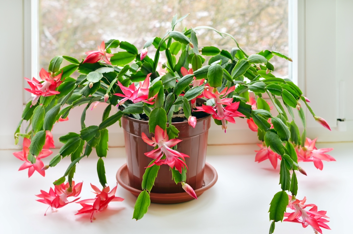 Christmas cactus with pink flowers.