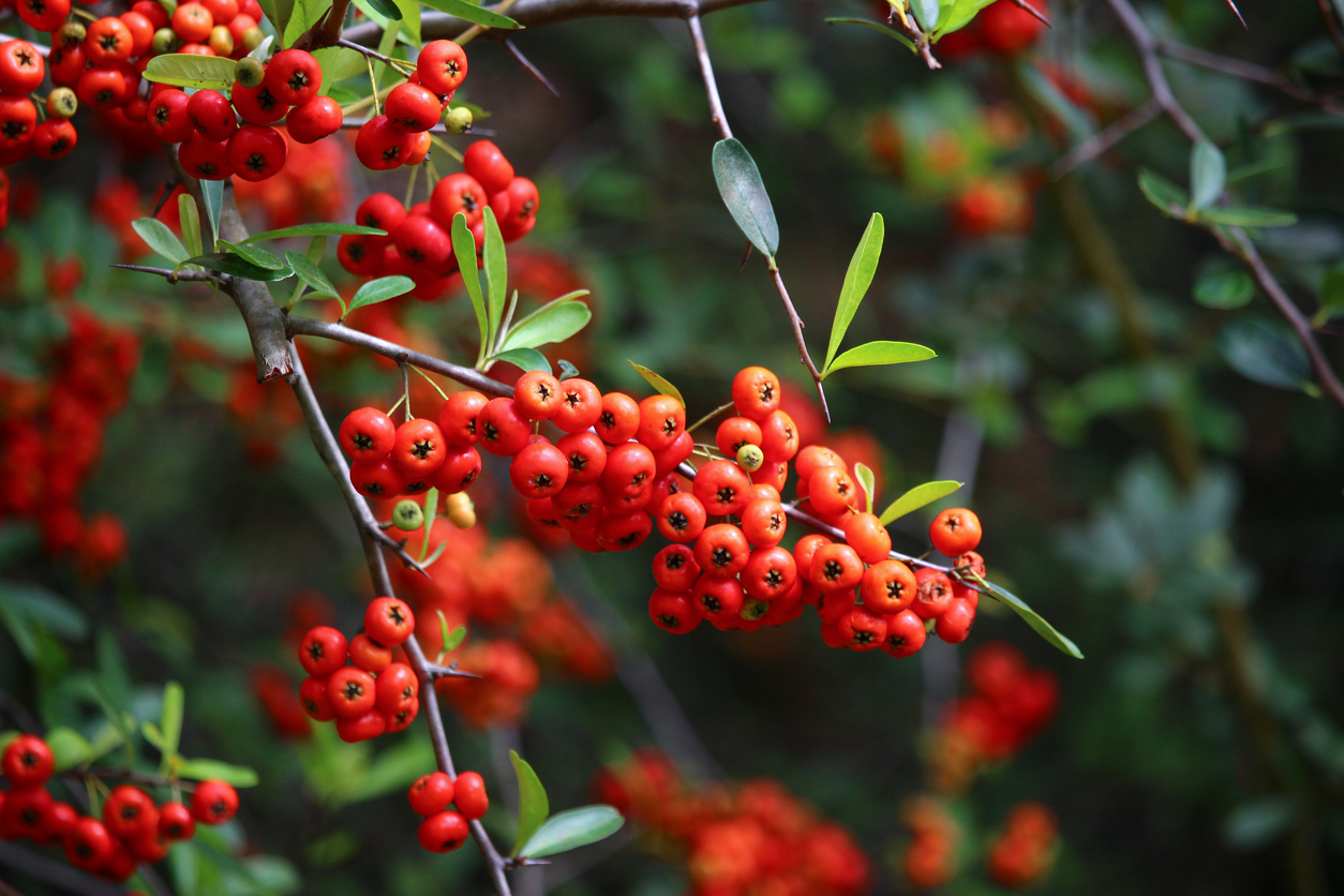 A close view of red firethorn berries on bush.