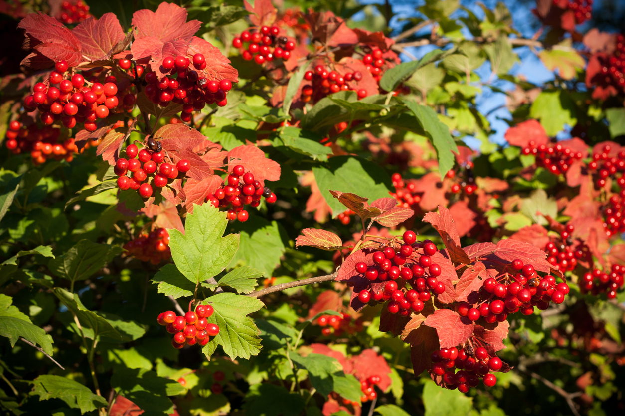 Red berries of winter viburnum on bush with green leaves.