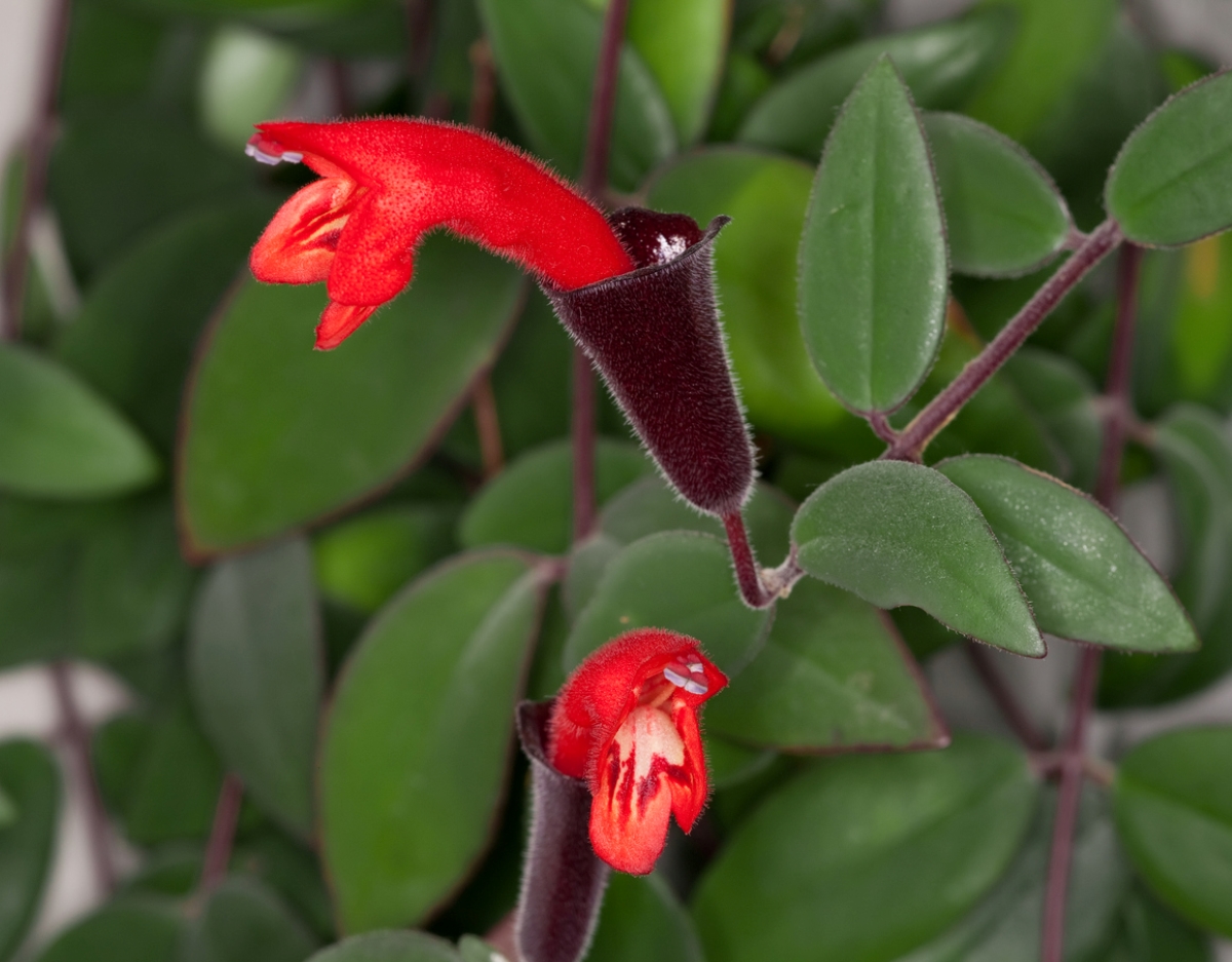 Lipstick plant with red tubular flowers.
