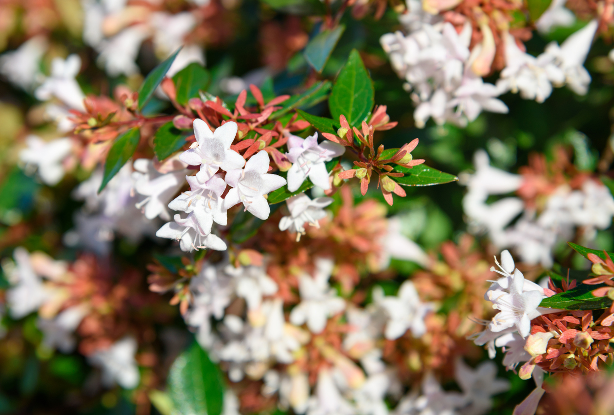 Close view of abelia bush with white flowers on branches with green leaves.
