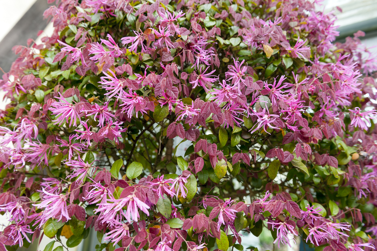 A large bus of pink fringe flowers with red and green leaves in front of a houe.