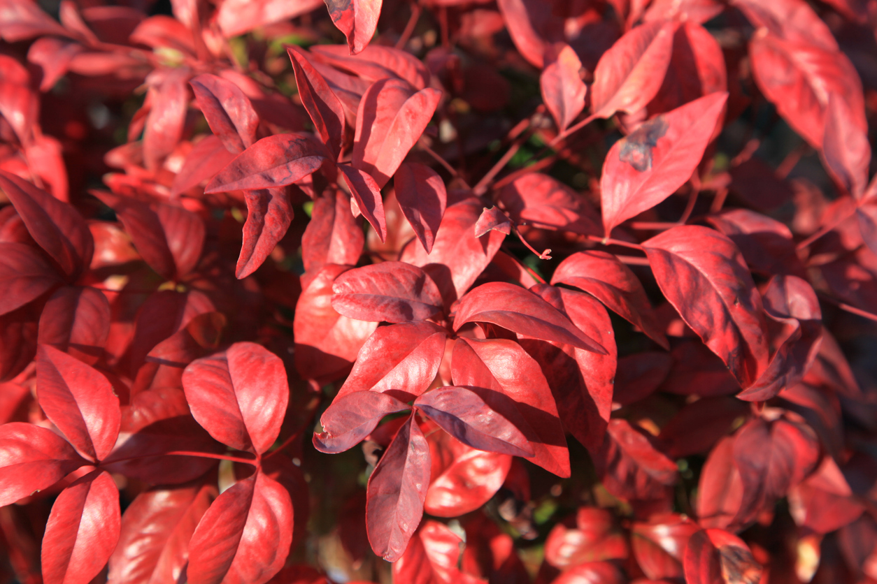 Close view of a group of bright red Nandina leaves.