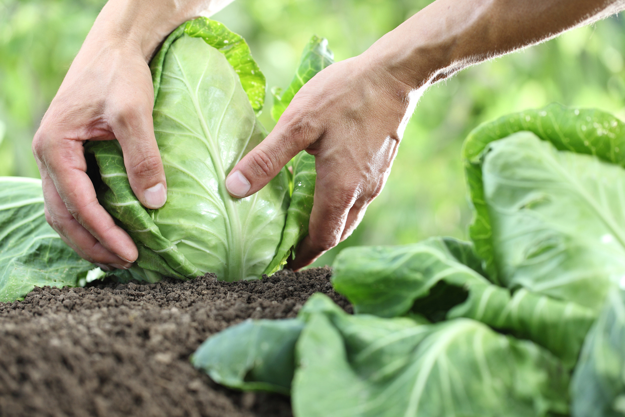 Hands picking a cabbage in vegetable garden