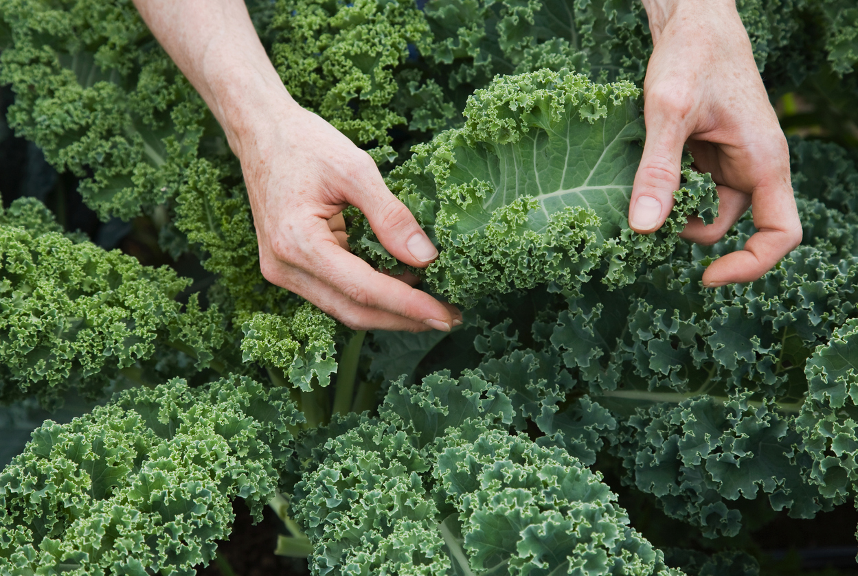 hands inspecting a bed of kale growing in a garden.