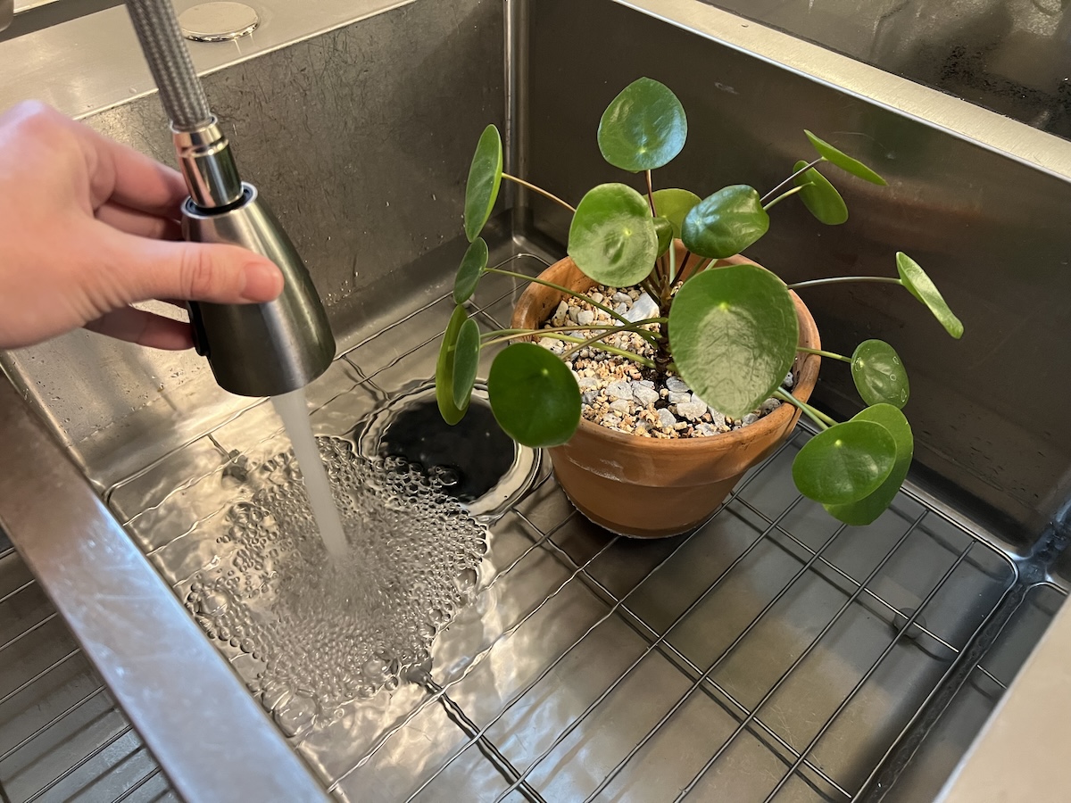 A houseplant owner bottom watering a small potted plant in a kitchen sink with water filling up the sink.