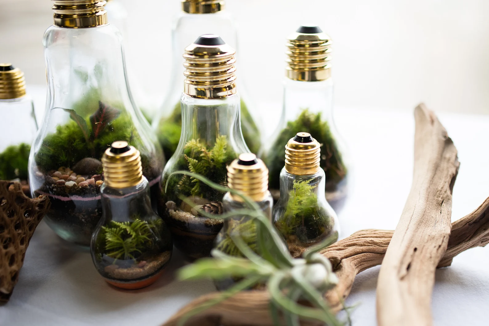 A-collection-of-light-bulbs-made-into-terrarium-jars-sits-with-driftwood.