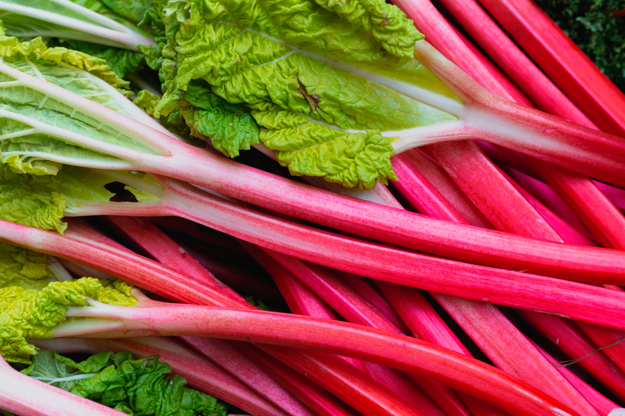 A pile of harvest rhubarb stalks with intact leaves.