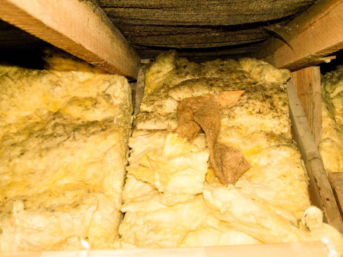Cool Mold On Insulation Gallery