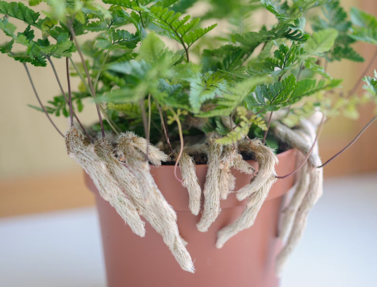 Rabbit's Foot Fern