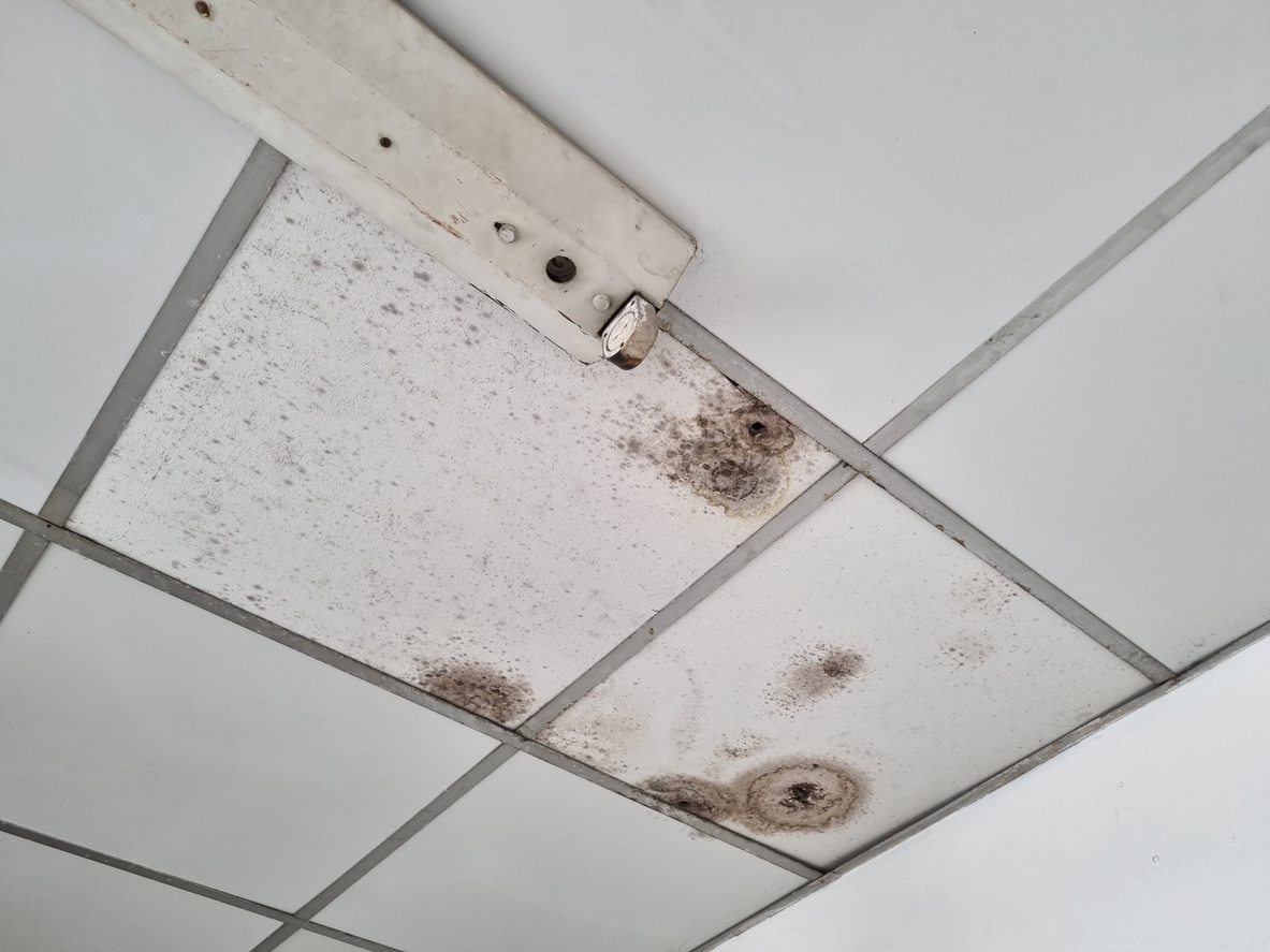 Signs of Black Mold in Air Vents