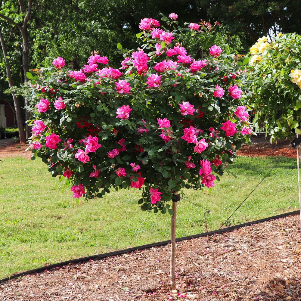 Trees as Gifts Option Knock-Out Rose Tree