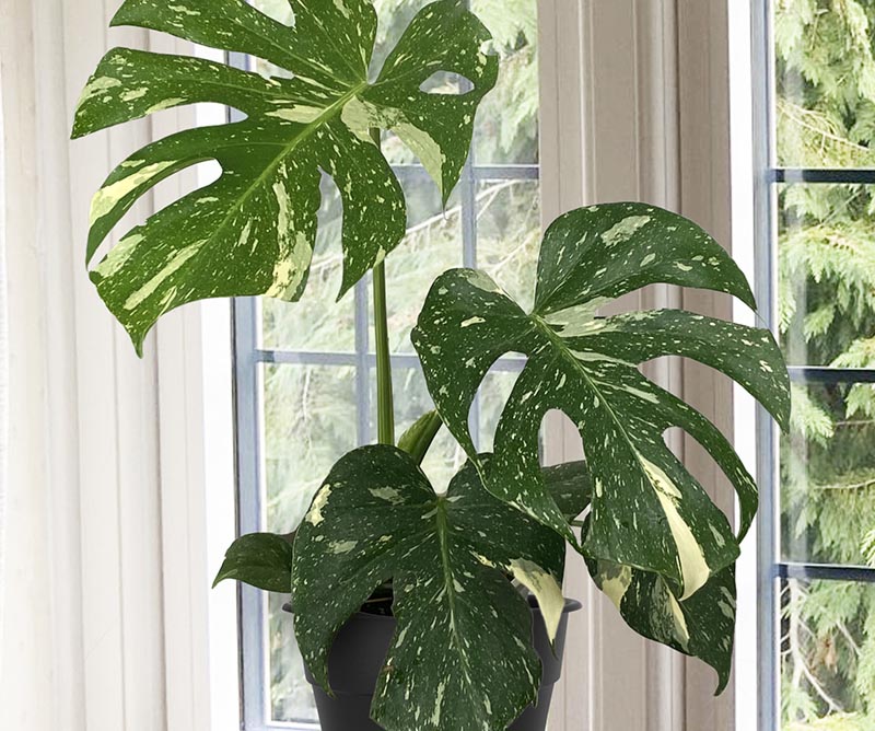 Trees as Gifts Option Monstera makes a big impression