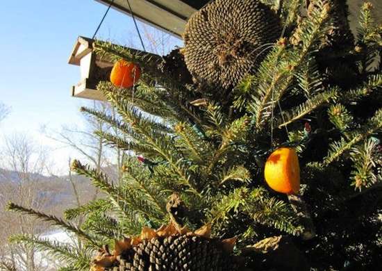 Christmas tree bird feeder