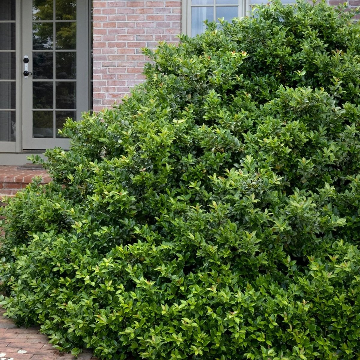 13 Types of Holly Plants All DIY Landscapers Should Know