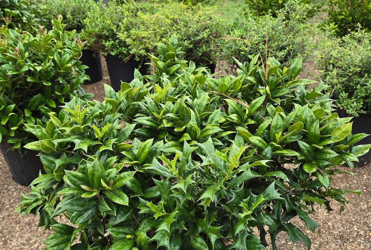 13 Types of Holly Plants All DIY Landscapers Should Know