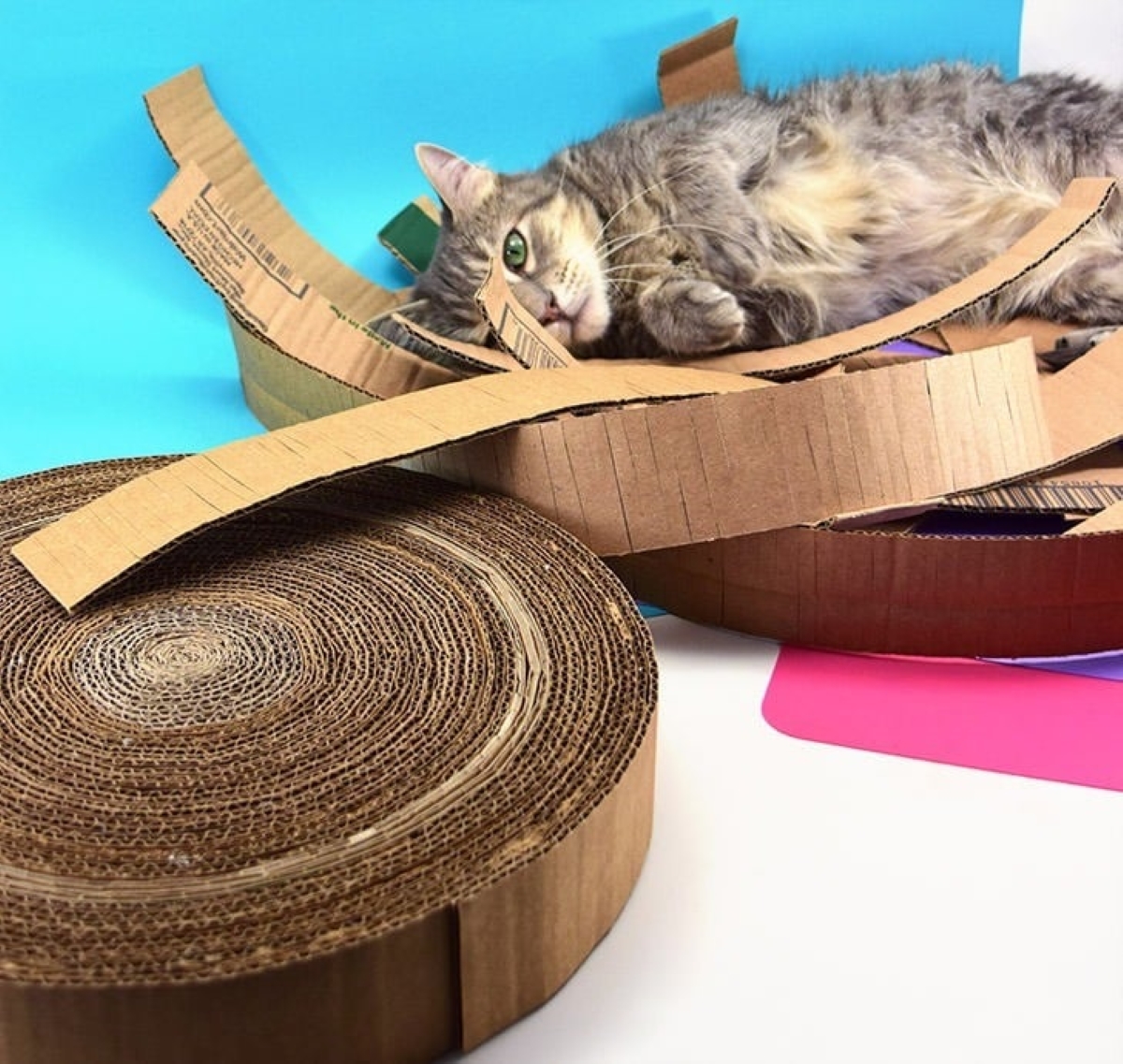 Cat on corrugated cardboard.
