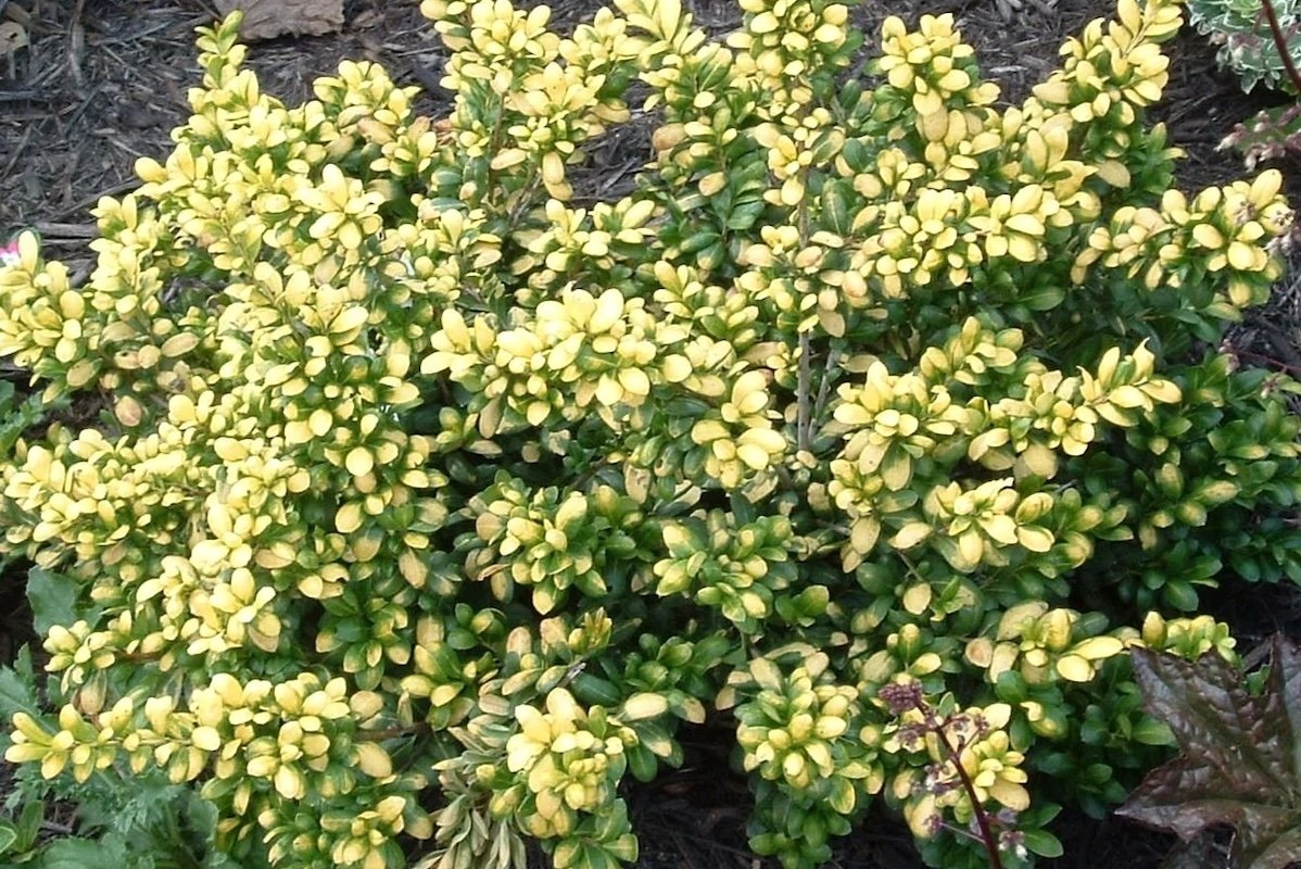 13 Types of Holly Plants All DIY Landscapers Should Know