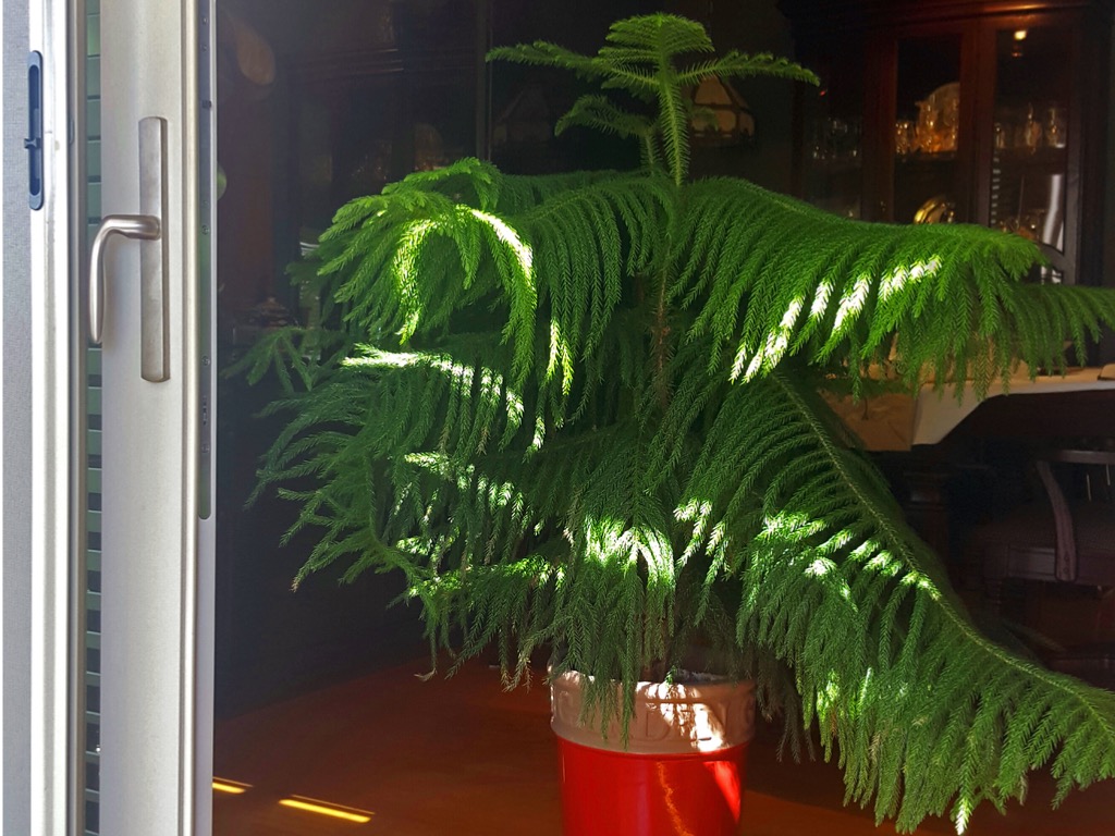 Live Norfolk pine in a pot as interior residential decor.