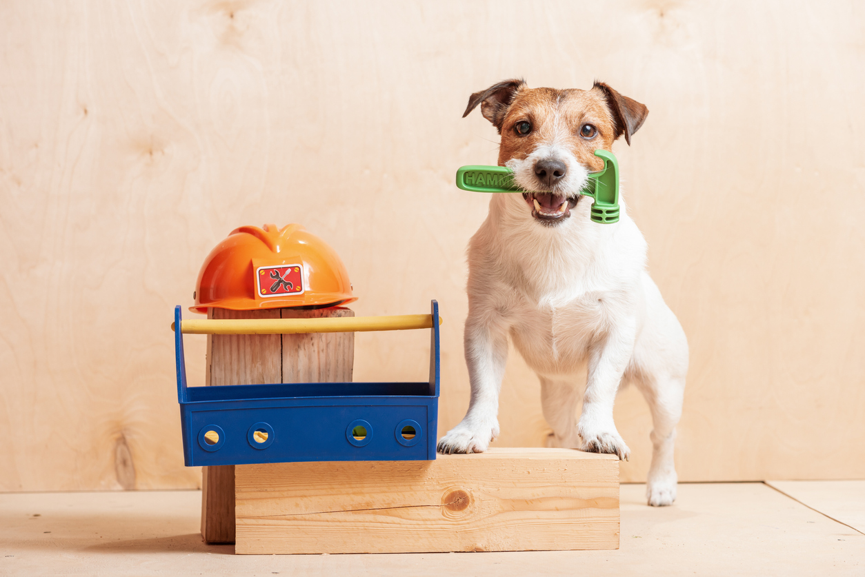 A white and brown Jack Russel terrier holding a plastic toy hammer in its mouth next to home renovation props.