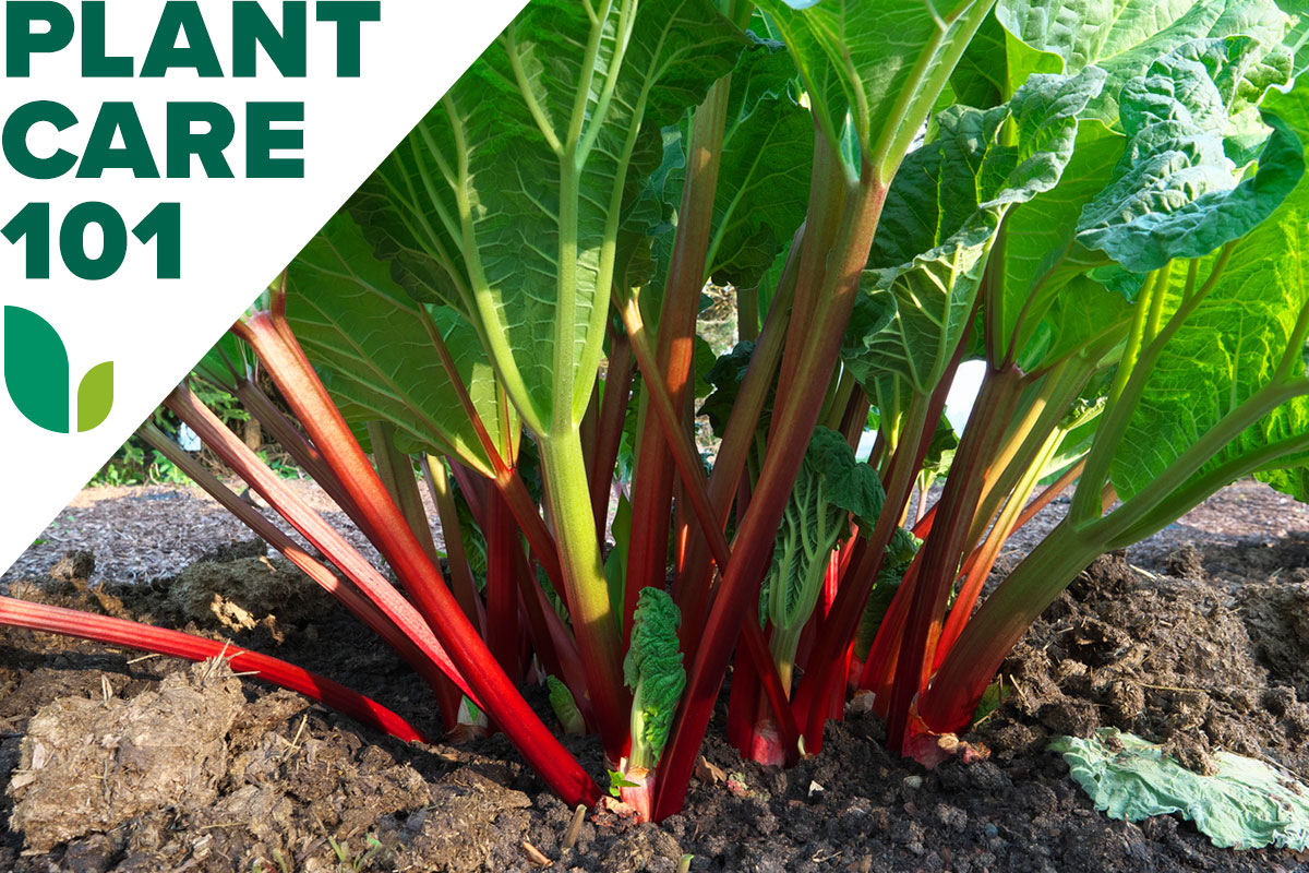 A rhubarb plant growing in a home garden.