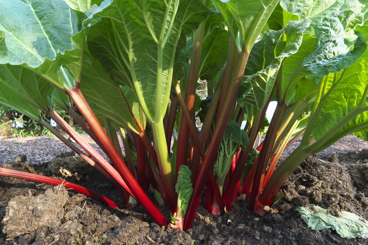 A large rhubarb plant growing in a home garden