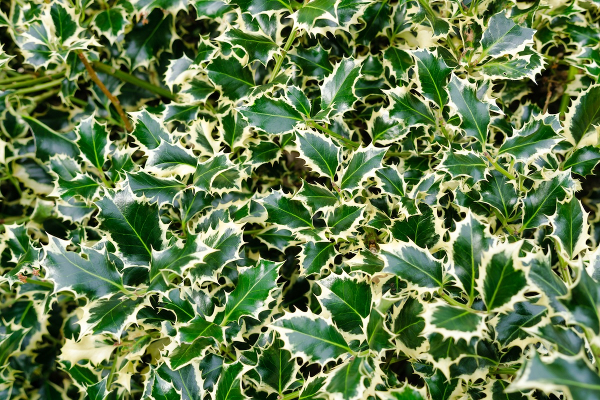 A group of variegated holly bush foliage outside of a home.